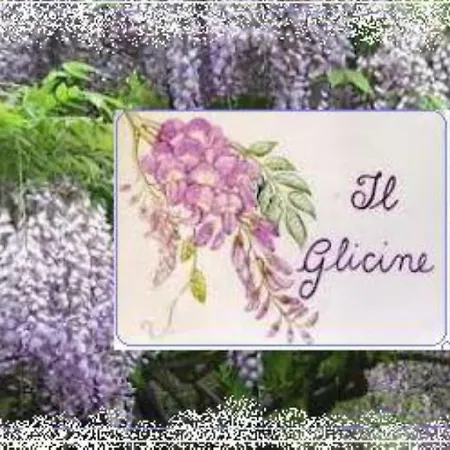 Il Glicine Di Appartamento